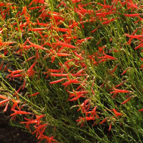 Penstemon Pinifolius Lynwood Garden