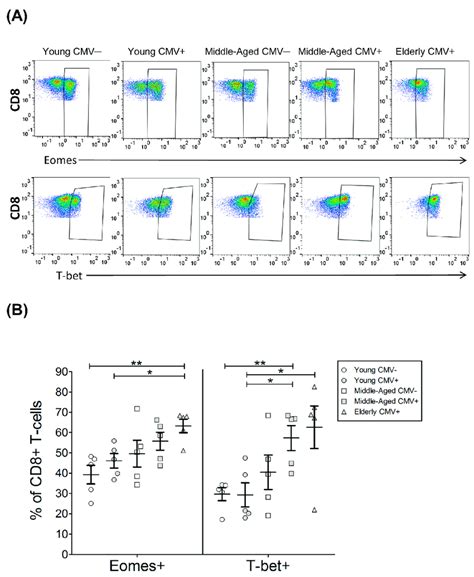 T Bet And Eomes Expression On CD8 T Cells A Dot Plot Graphs