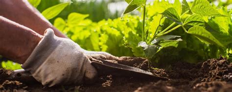 O Que Agricultura De Jardinagem E Como Funciona