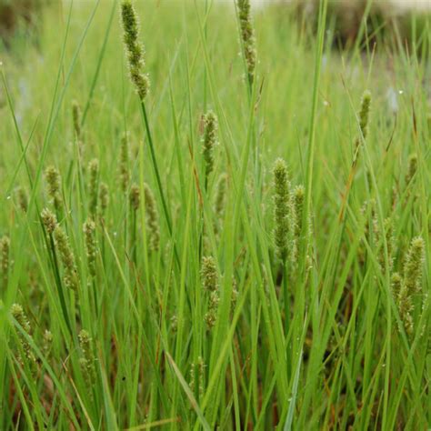 Mn Native Fox Sedge Plants Natural Shore Technologies