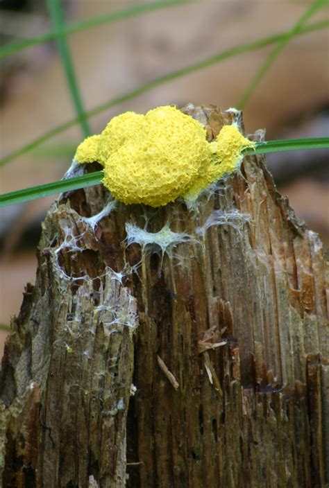 Yellow Slime Mold Nature Explorations