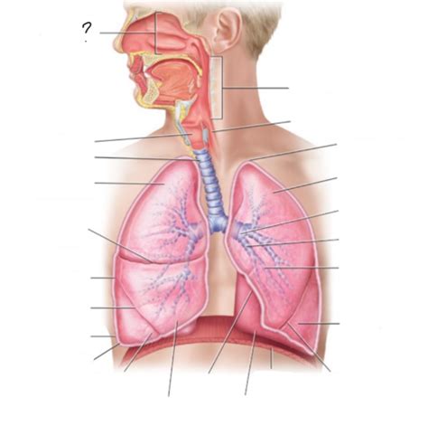 The Respiratory System Flashcards Quizlet