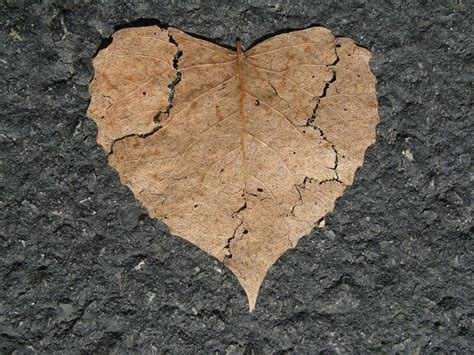 What is trauma? - Art in Coaching