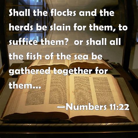 Numbers 11:22 Shall the flocks and the herds be slain for them, to ...