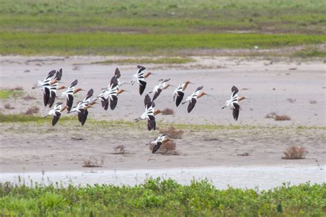 D A Mundial De Las Aves Playeras Comisi N Nacional De Reas Naturales