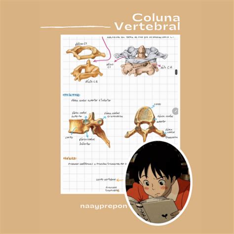 Study Resumos Coluna Vertebral