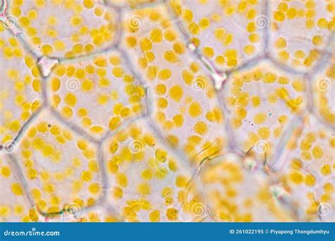 Cell Structure Flower View Of Chromoplast Showing In Plant Cells Under