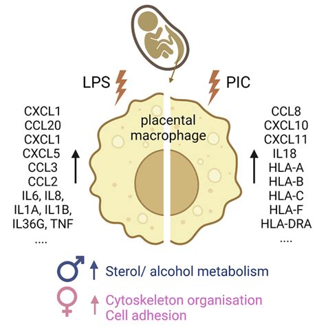 Placental Macrophage Responses To Viral And Bacterial Ligands And The Influence Of Fetal Sex PMC