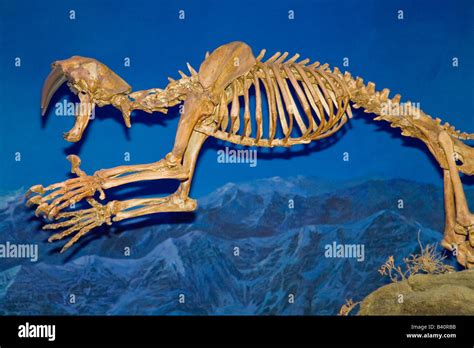 Sabre tooth tiger fossil hi-res stock photography and images - Alamy