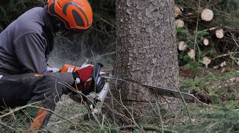 Cómo usar una motosierra para cortar árboles El Huerto Urbano