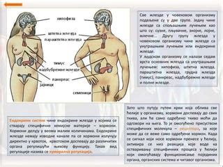 Ендокрине жлезде | PPT
