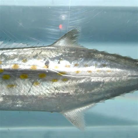 Atlantic Spanish Mackerel Facts Diet Habitat And Pictures On Animaliabio