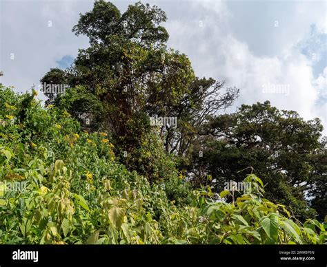 On The Kilembe Trail In The Rwenzori Mountains In Uganda Stock Photo