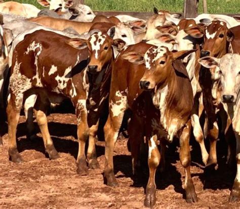 Aspectos De Bem Estar De Sistemas De Produ O De Gado De Corte