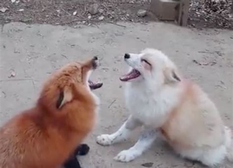 Please Enjoy These Two Foxes Adorably Screaming At Each Other In