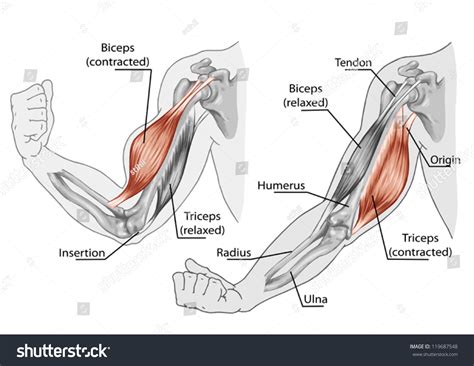 Biceps Triceps Movement Of The Arm And Hand Muscles ÃÂ Â Board