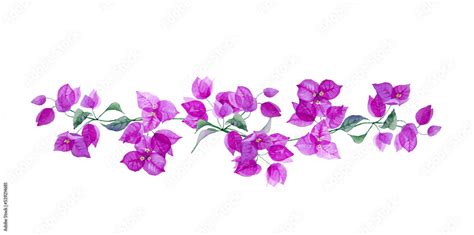 Beautiful Floral Border With Purple Bougainvillea Branch With Exotic