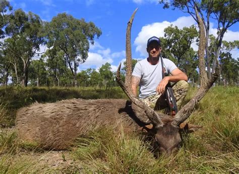 Hunt The Largest Javan Rusa Deer In Australia Free Range Hunting