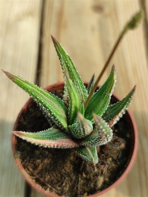 Haworthia Attenuata Variegata Succulentes Et Jolies Plantes