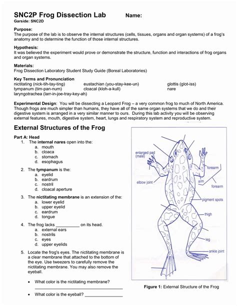 Frog Dissection Pre Lab Worksheet Trosprovider