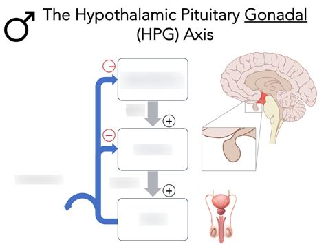 HPG Axis Diagram | Quizlet