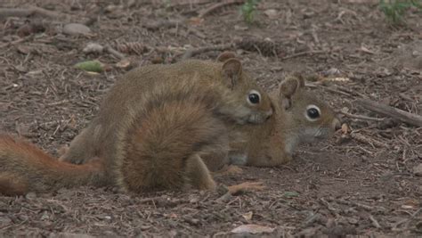 Red Squirrel Male Female Adult Pair Breeding Summer Sex Copulation