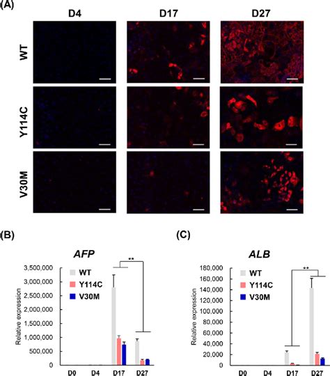 Differentiation Of Definitive Endoderm Cells Into Hepatocyte Like