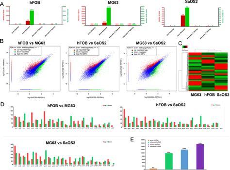 Rna Seq Analysis Of Hfob Mg63 And Saos2 Cells For Lnc Rna Expression