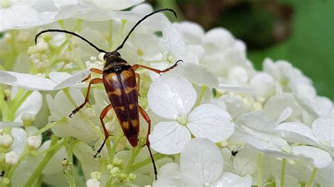 Banded Longhorned Beetle On Hydrangea Photograph By Douglas Barnett