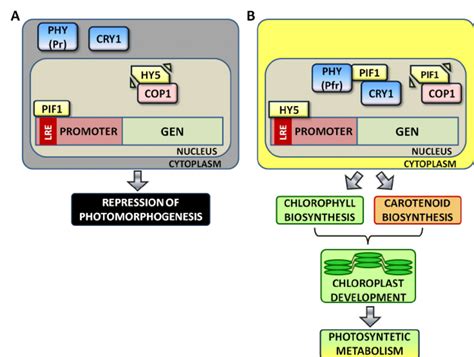 Ligh Mediated Activation Of The Signal Transduction Involved In