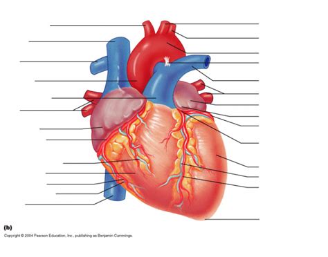 Anatomy Of The Heart Anterior View Part 1 Diagram Quizlet