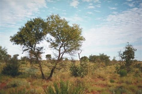 Factsheet Acacia Anaticeps