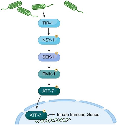 The P38 Mediated Innate Immune Signaling Pathway The P38 Mediated