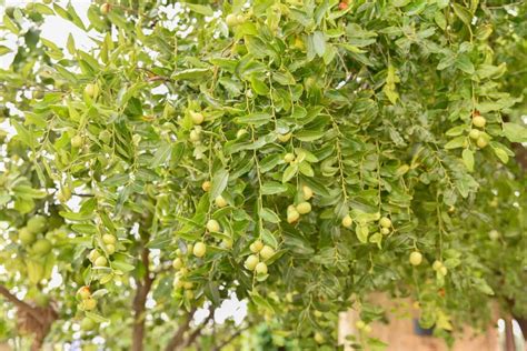 Optimizing Indian Jujube Ber Orchard Management A Month By Month