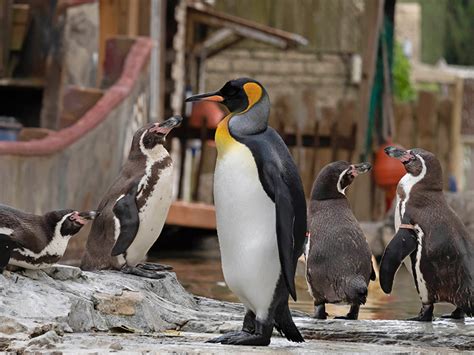 Whats On In Gloucestershire Birdland Backs Humboldt Penguin Census In