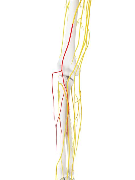 Lateral Cutaneous Nerve Of The Forearm Course Teachmeanatomy