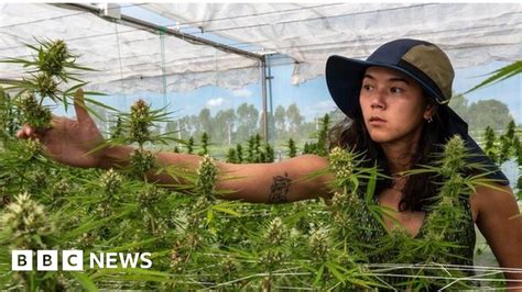 Thailand Cannabis From A War On Drugs To Weed Curries Bbc News