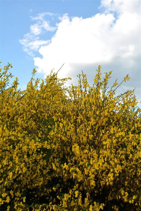 Common Broom Or Scotch Broom Cytisus Scoparius Stock Image Image Of