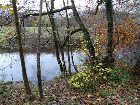 Autumn Trees Beside The River Derwent Robert Graham Geograph