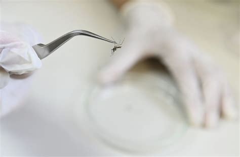 Sorocaba Confirma Mais 3 Mortes Por Dengue Em 2024 Total Chega A 19