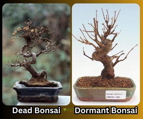 Is My Bonsai Dead Or Dormant Tree Status Guide