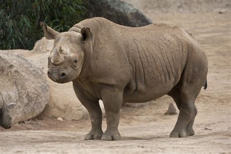 East African Black Rhinoceros San Diego Zoo Wildlife Alliance