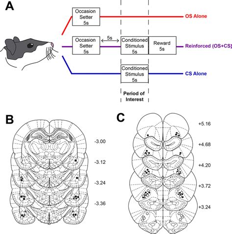 Experimental Design And Histological Verification Of Microinjector