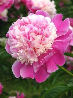 Paeonia 'Cora Stubs' - GARDENIDEA