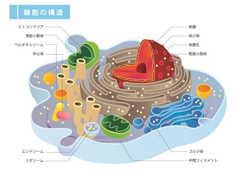 細胞内小器官 F塾ブログ