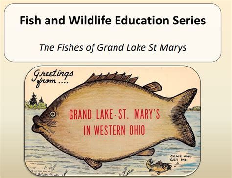 Video The Fishes Of Grand Lake St Marys Lake Improvement Association