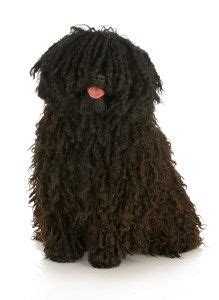 Puli Dog Breed Information and Pictures - PetGuide | Puli dog, Puli dog breed, Herding dogs