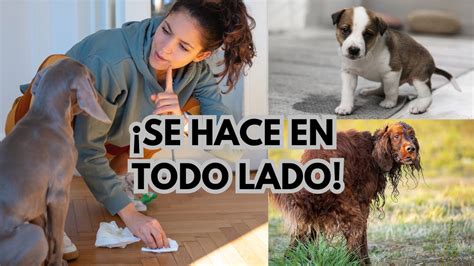 Cómo EDUCAR a mi PERRO para que HAGA sus NECESIDADES en un SOLO LUGAR