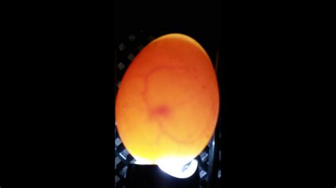 Candling Duck Egg Day 5 Heart Beat Youtube