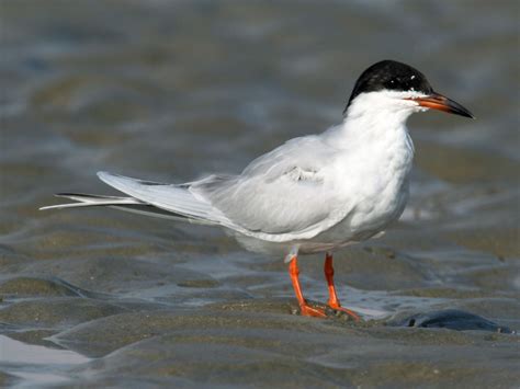 Sterna Forsteri Forster S Tern Bird Life List Florida Adventures